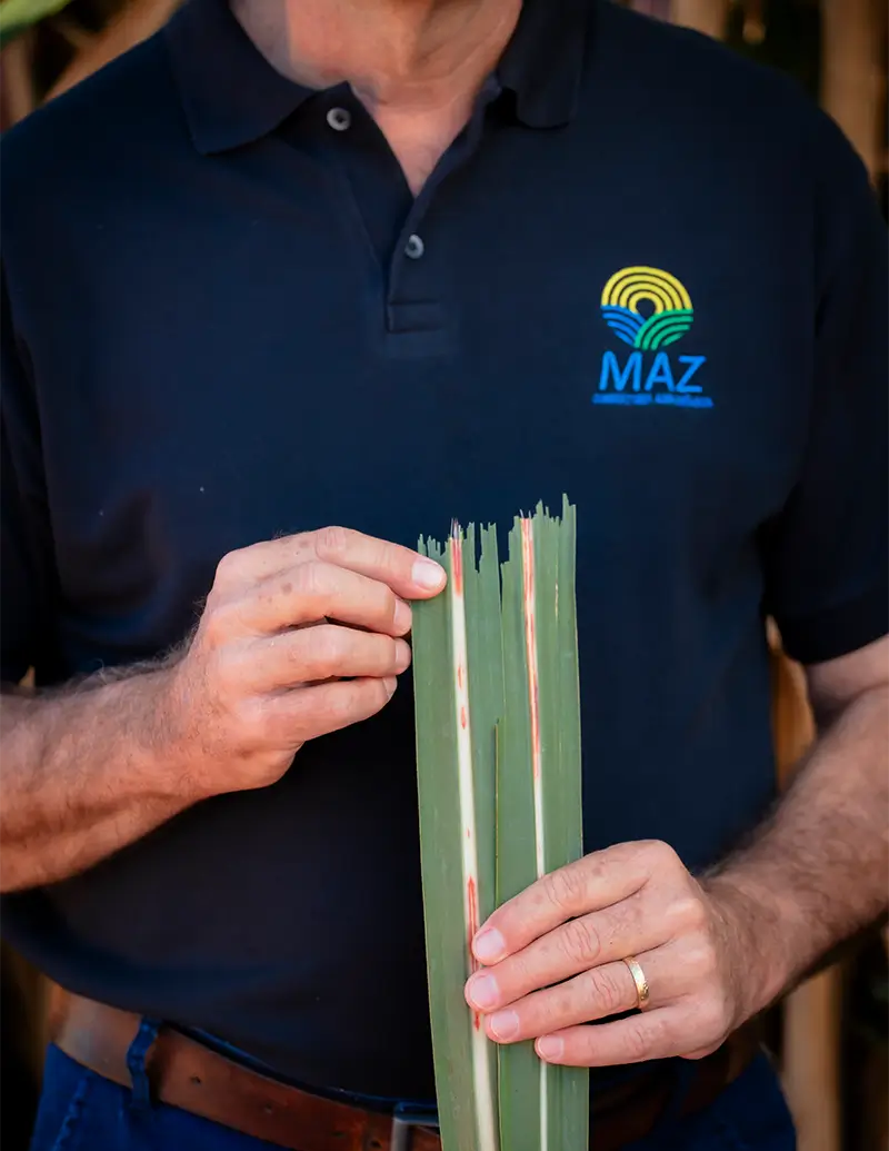 MAZ-Consultoria-Agricola--123